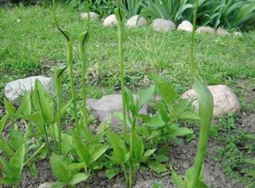  「值钱」被人忽视的野草，叫做半夏很值钱，40块钱一斤