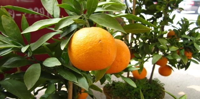  「果实」橘子盆景黄叶惹人烦，简单三步，果实成框长叶片绿油油！