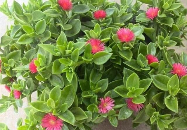  「牡丹」养牡丹吊兰，3月吃点“它”，枝条吊盆、花苞冒，开成“大花帘”