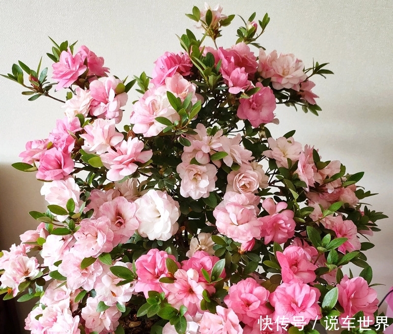 「杜鹃花」养杜鹃花,学会3个技巧,花开爆满盆