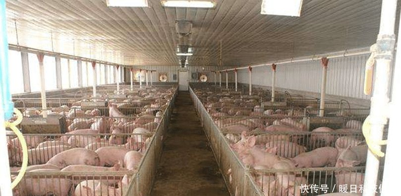  「500万」国家动真格了，发放养猪补贴，少的有50万多的有500万