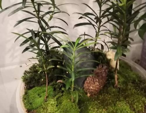  「切割」一根枝条成盆景，罗汉松品相名贵却很好养，新手都能养成大老桩