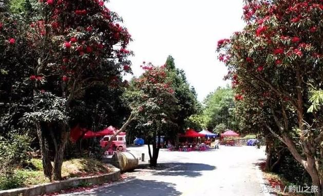 三月和四月，正是赏花季节：推荐贵州6个绝佳的杜鹃花观赏地