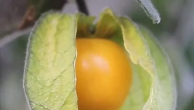  果实：南方特有的“菇凉果”黄色果实像圣女果，曾是农村娃抢着