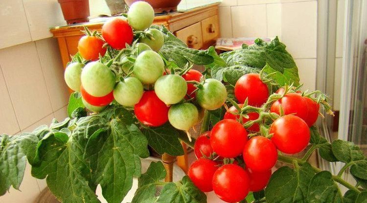 『漂亮』以下花漂亮不逊玫瑰,花色红红火火,观赏价值高,是盆栽盆景良才