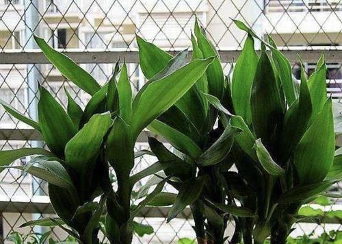  转运■3种“室内植物”，被称为“转运树”，养在家寓意好，还能观赏！