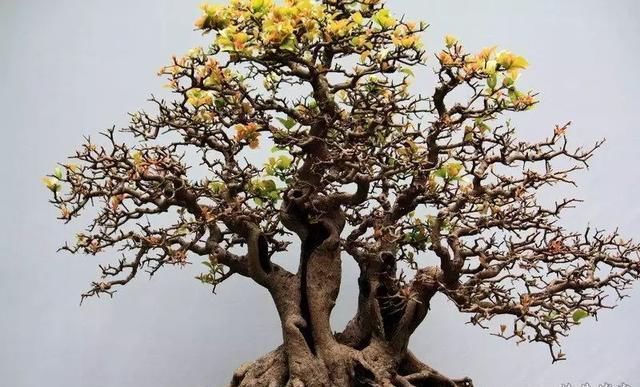 红牛盆景，牛气冲天！