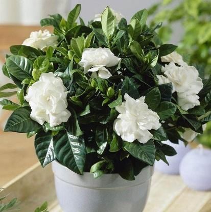  『秘密』栀子花、蟹爪兰开花不断的秘密“一种肥水”10天喷一次，全搞定