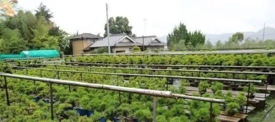 岁寒三友，一组松树盆景佳作欣赏