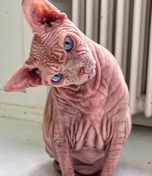  『外星』长满褶皱的猫咪，就像一个外星怪兽，猫主人不害怕吗