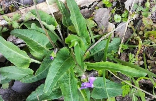 农村路边一种野草，叫做“犁头草”，农民见到就除，药用价值珍贵