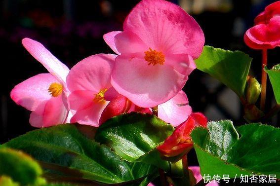  『沁人心脾』“精品玫瑰”紫雾凝霜，群芳争艳，沁人心脾，实属养花首选