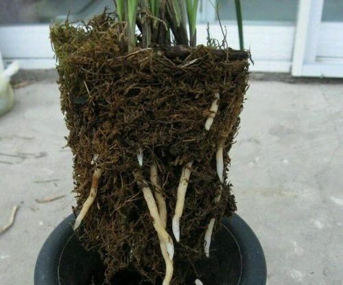  『惊喜不断』垃圾堆捡来烂根的兰花，水苔捂一捂，三个月全是水晶头，朋友羡慕
