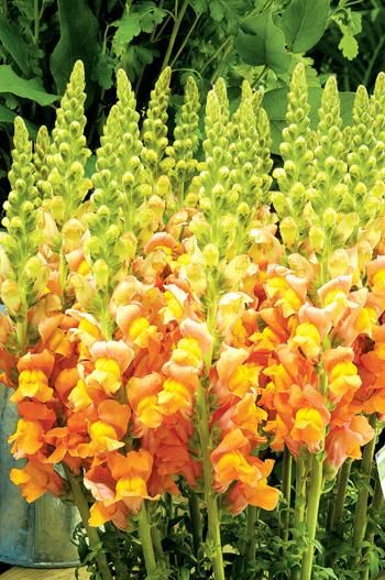 『好看』乡间趣事!开花像“金鱼”,教你这3招,不仅开花好看,一年能开“3次”花
