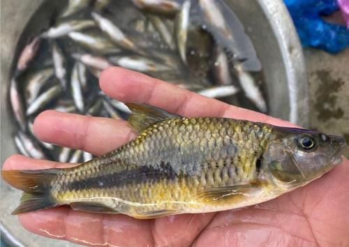  「真来」钓了几斤淡水石斑鱼，却有人说它是麦穗鱼，还想拿去喂鸡，真来气