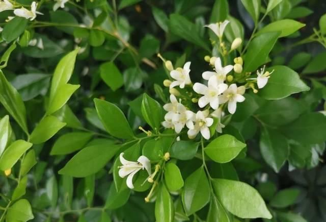『品种』这些植物开出来的花朵有柠檬和橙子的清香,养阳台上就能开花了
