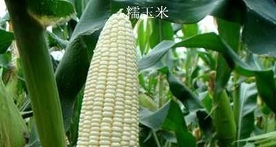  「种植」如何种植糯玉米才能实现高产？