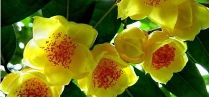  花界■此花，誉为花界中的大熊猫，花色金黄油亮透明，营养价值极高