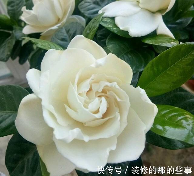 #养花#想养花不知道养啥好根据3个方面选,越养越好,四季开花长爆棚