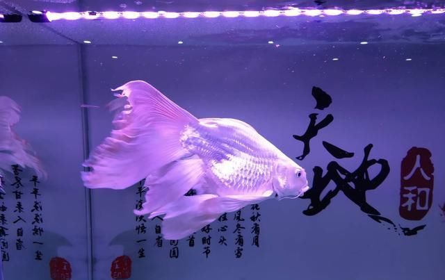  『鱼缸』如何应对鱼缸里的黑白双煞，只有黑白颜色的观赏鱼最爱患病吗？