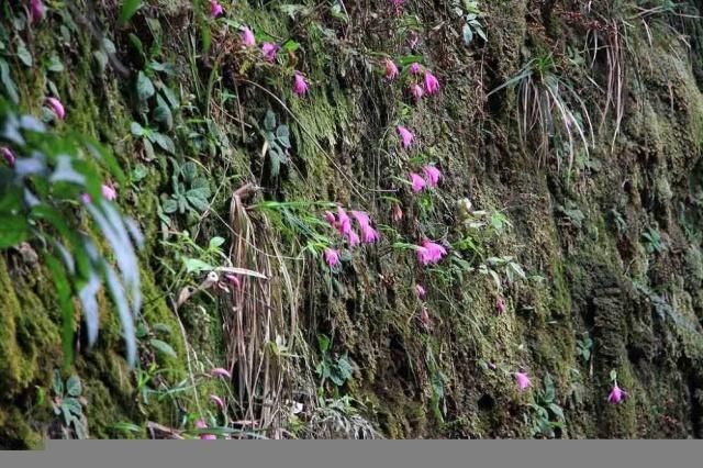 这种农村植物，酷似“大蒜”，治痛风是一绝，若您见到，请别采挖