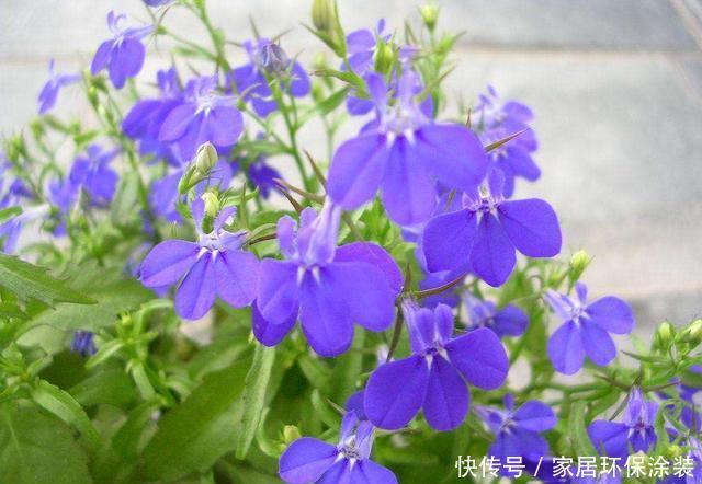  『适合』3种花很好养，开花量大不操心，爆盆简单花色艳丽，适合新手养护