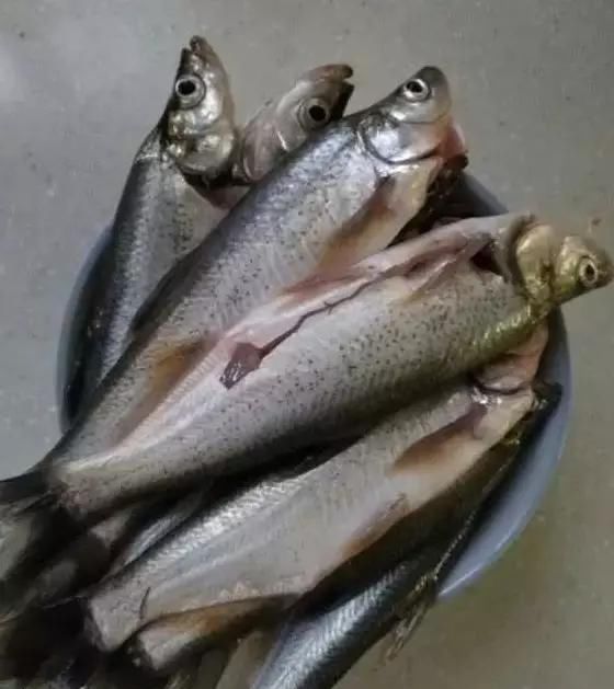  选择：用这3招钓翘嘴，鱼护小了都不行