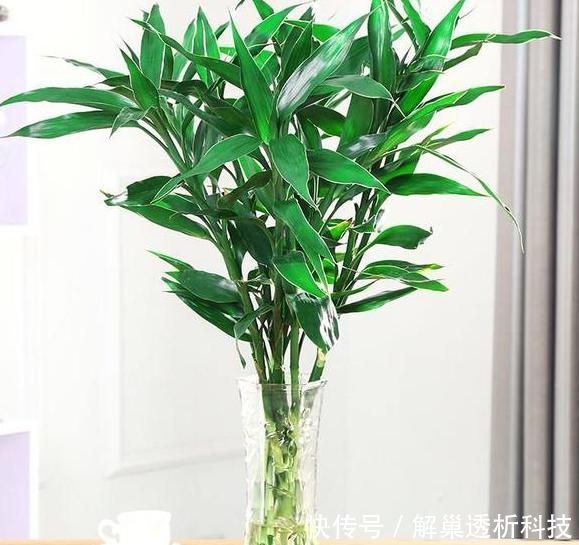  【水培花】水培花容易烂根该怎么办？4方面细节解说，让你轻松护理好花根