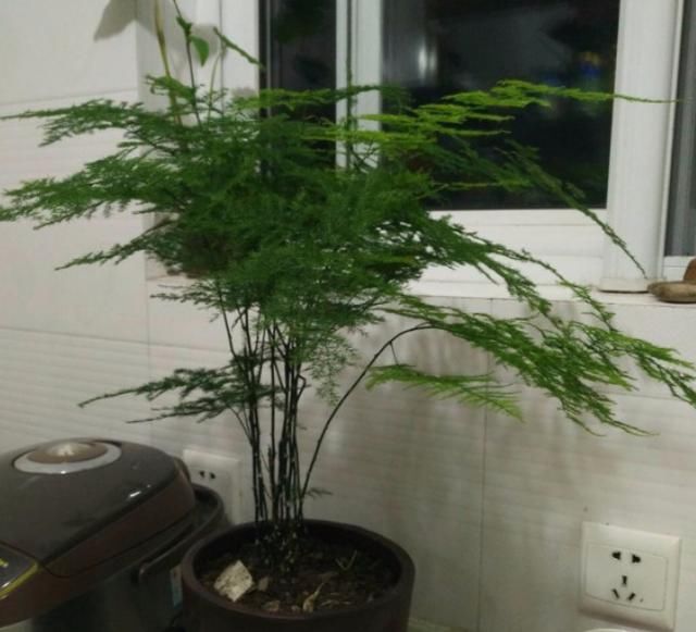  『喜欢湿润』超耐阴的文竹，3个小手段，养成绿油油的小森林！