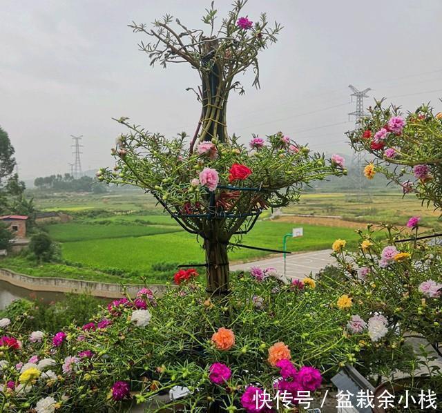 棒棒糖|太阳花别在追求爆盆了,养成棒棒糖和塔型,个性强又壮观