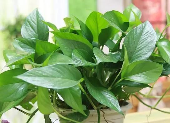  『黄叶』绿萝为什么黄叶