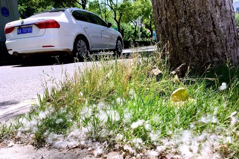 又到杨柳絮纷飞时!合肥杨树将全部伐除?为何种