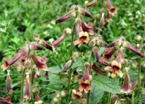  『地黄』农村一种“毛茸茸”的野草，价值十分珍贵，如今60块一斤成稀罕物