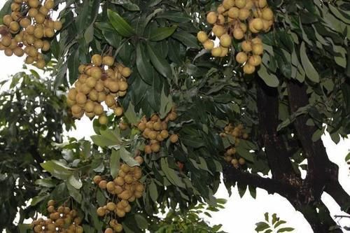  「顺丰快递」一斤枣0.84元，商家竟然发顺丰快递，请问商家是怎