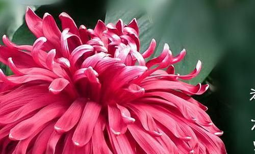  『珍稀』此款菊花，花开如“滦水黑旋风”，堪称“珍稀名菊”，美艳高贵！
