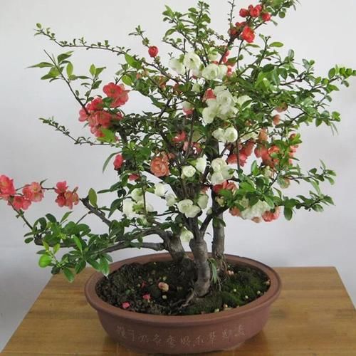  #海棠花#江苏发现一户人家庭院，真叫一个妙！瞧这配置，舒适雅致又宜人