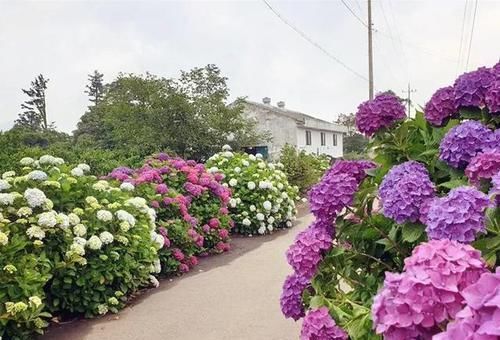  『三角梅』有院子的话，一定养这花，开花大又香！