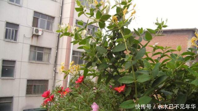 夏季|夏季摘1个枝,丢盆里,来年花开满阳台,成枝肥叶壮有价值的盆景