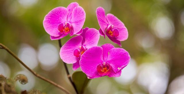  养花：喜欢养花，就养此3种小花，开花爆盆花量大，好养易活颜色鲜艳