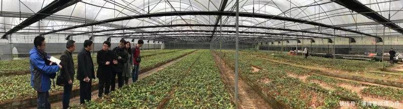  「李时珍」李时珍一辈子没找到的花,广西贫困户种它发大财