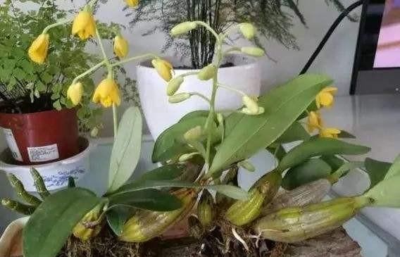  【要及时】生活中这几种水,最好不要浇花,浇1盆死1盆,千万注意不能忽视