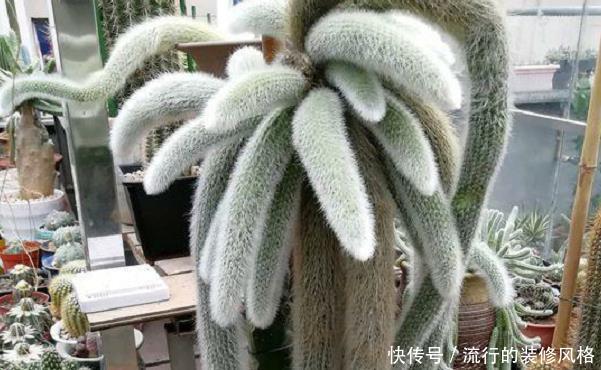 仙人掌科:有种猴尾巴仙人掌,才养了几年,没想到变成了一道风景线