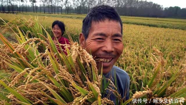 农民种地能喂饱全中国，国家每年还进口1亿吨粮食，只因为便宜？