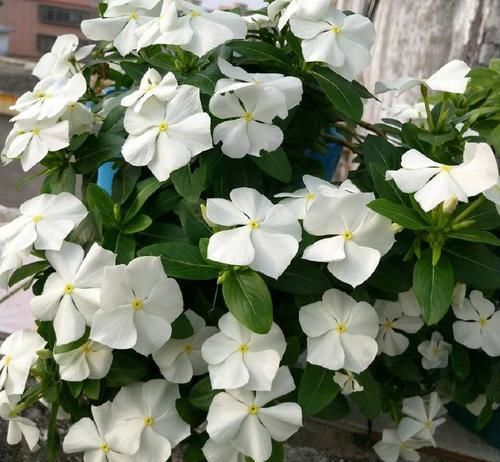 长春花■封闭阳台这么养四季梅,开花爆盆一整年,做错养一盆死一盆