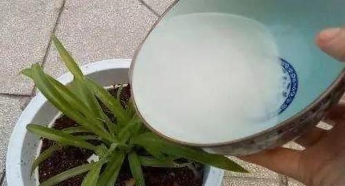  『喜欢水』花养不好，问题出在浇水上，学会“控水”，是养花的关键