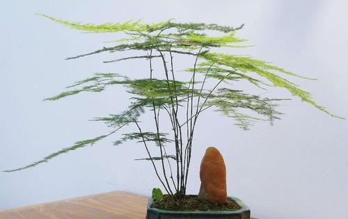  长新芽@文竹做好这4个放心，不愁不长叶，开春呼呼冒新芽
