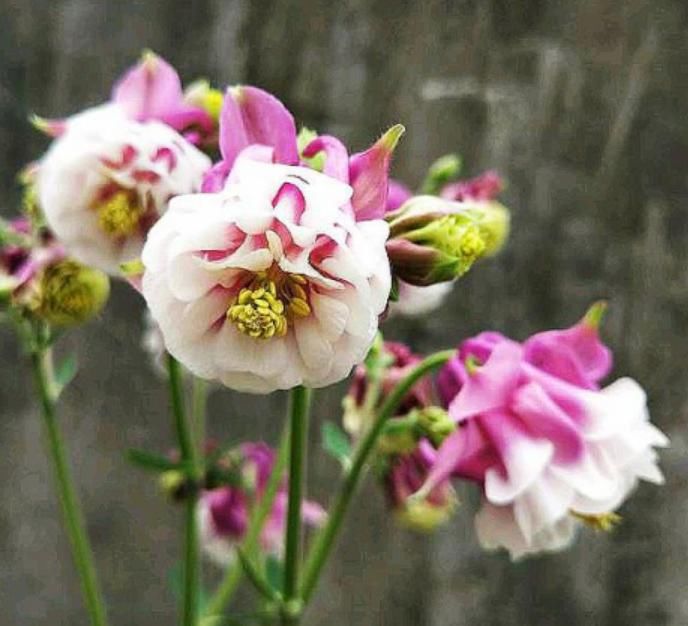  「瓣品种花」3种“奇花”，长的“绚烂无比”，五彩缤纷，见过吗？