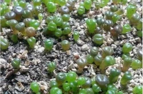 中国大妈在非洲旅行，看到地上有“玉石”想捡，导游大喊：不能捡