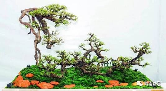 盆景构景十种风格