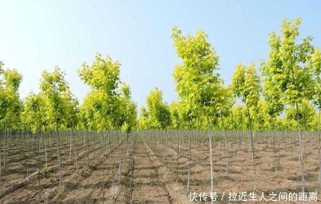  「金叶复叶槭」这些金叶树种正流行！